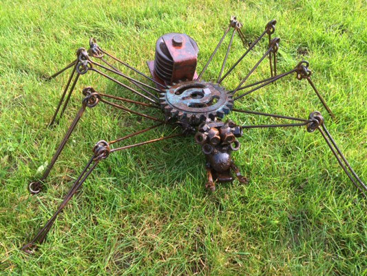 araignée chaine d'arpenteur   60 cm   apprivoisée