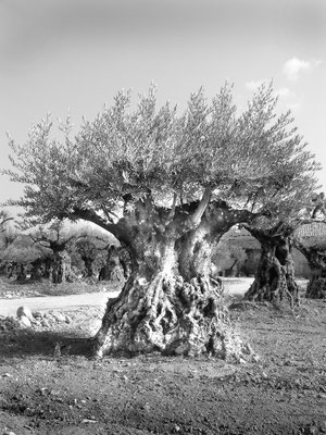 Methusalem
