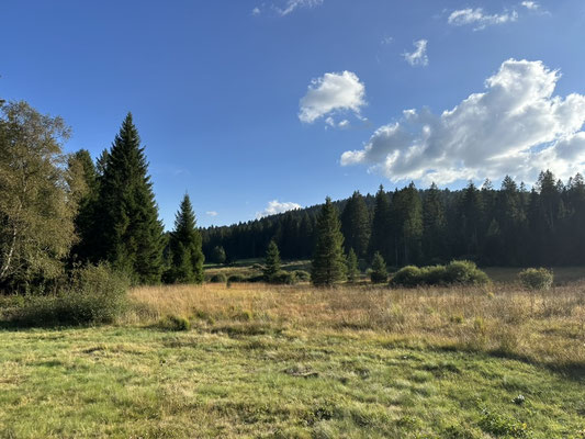 Naturpark Südschwarzwald 