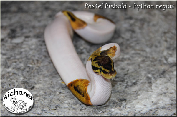 Pastel Piebald - Python regius