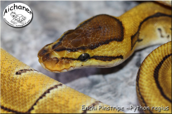 Enchi Pinstripe - Python regius