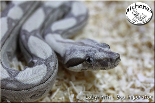 Labyrinth - Boa imperator