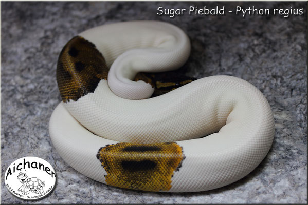 Sugar Piebald - Python regius