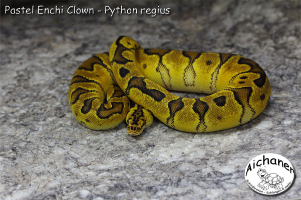 Pastel Enchi Clown - Python regius 