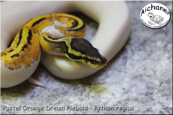 Pastel Orange Dream Piebald - Python regius