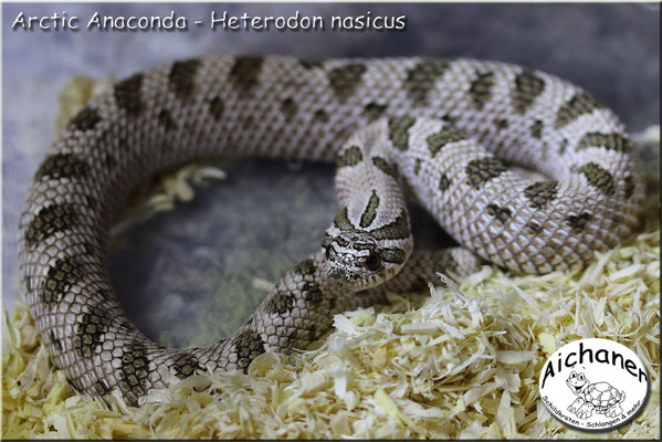 Arctic Anaconda - Heterodon nasicus 