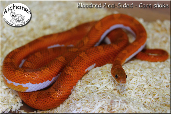 Bloodred Pied-Sided - Corn snake