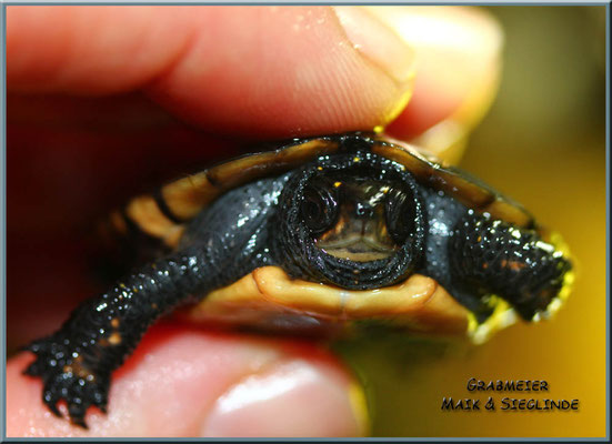 Tropfenschildkröte "Clemmys guttata"