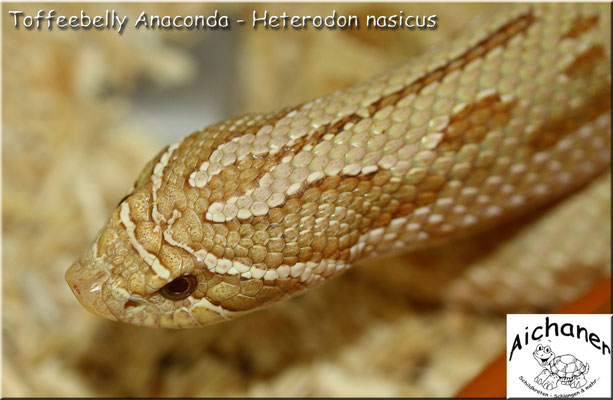 Anaconda Toffeebelly - Heterodon nasicus