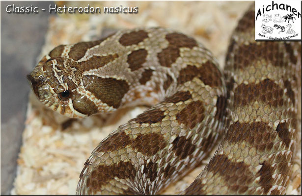 Classic - Heterodon nasicus