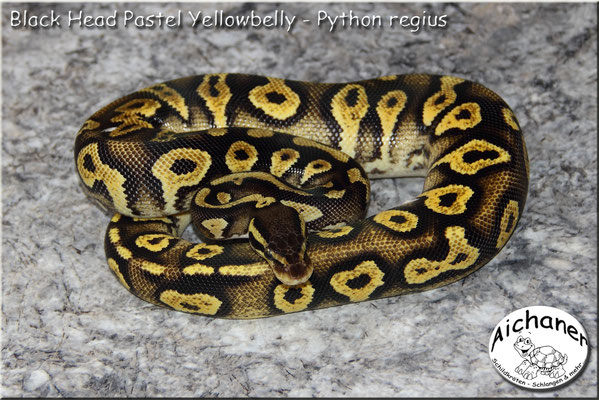 Black Head Pastel Yellowbelly - Python regius