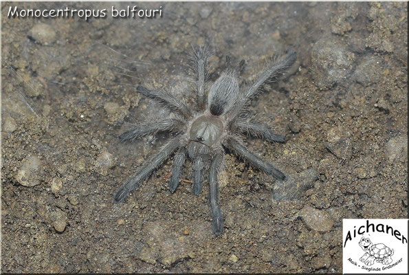 Blaue Jemen-Vogelspinne "Monocentropus balfouri"