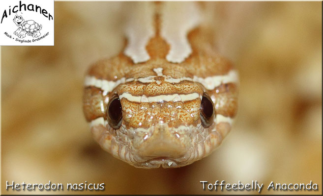 Anaconda Toffeebelly - Heterodon nasicus
