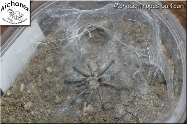 Blaue Jemen-Vogelspinne "Monocentropus balfouri"