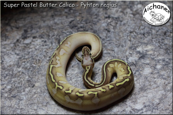 Super Pastel Butter Calico - Python regius