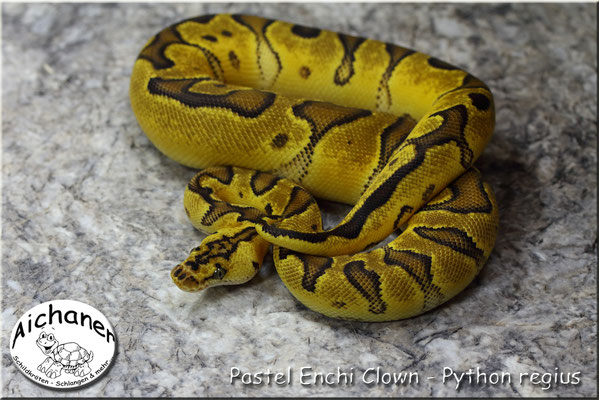 Pastel Enchi Clown - Python regius 