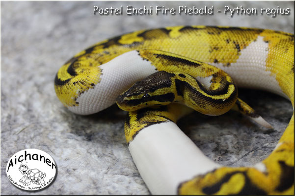 Pastel Enchi Fire Piebald - Python regius