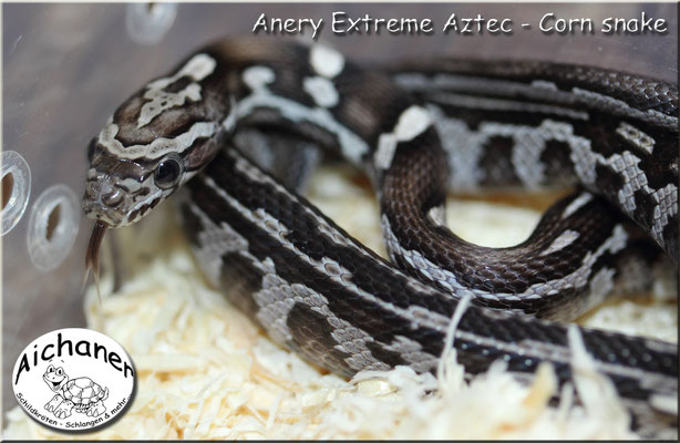 Anery Extreme Aztec - Corn snake