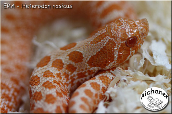 ERA - Heterodon nasicus
