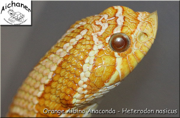 Anaconda Orange Albino - Heterodon nasicus 