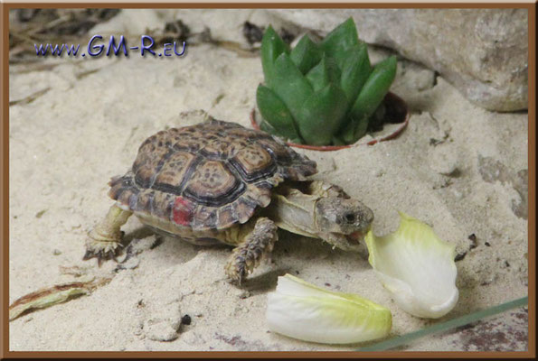 Gesägte Flachschildkröte "Chersobius signatus" NZ 2007 - adultes Männchen