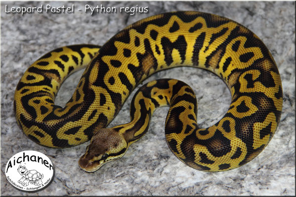 Leopard Pastel - Python regius
