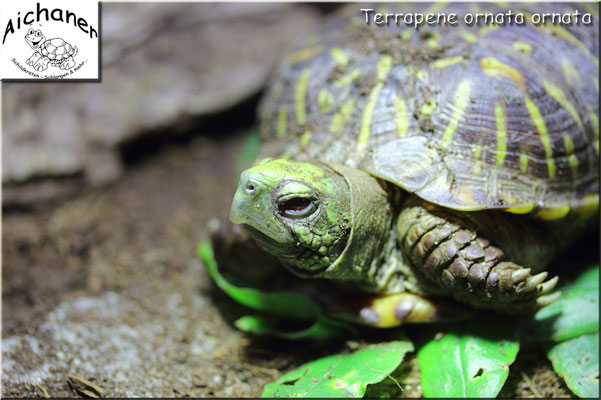 Schmuck-Dosenschildkröte "Terrapene ornata ornata"
