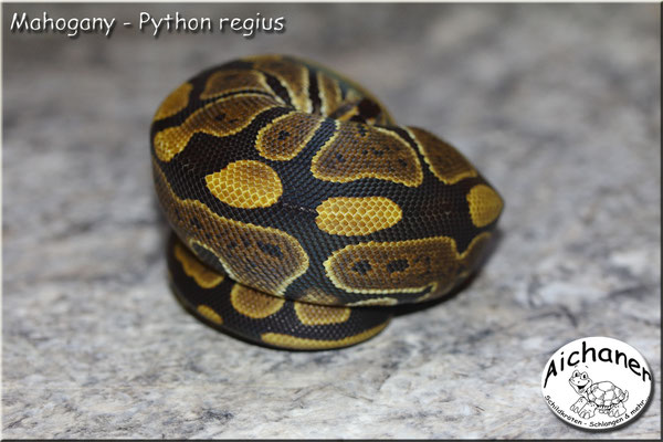 Mahogany - Python regius