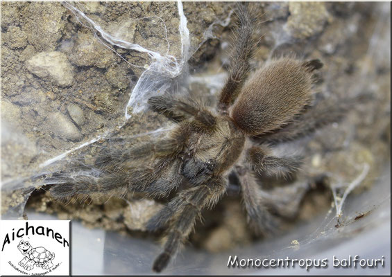 Blaue Jemen-Vogelspinne "Monocentropus balfouri"