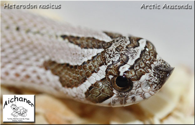 Arctic Anaconda - Heterodon nasicus NZ 2019