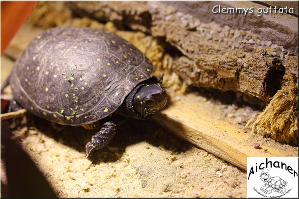 Tropfenschildkröte "Clemmys guttata"