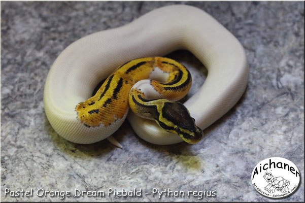 Pastel Orange Dream Piebald - Python regius