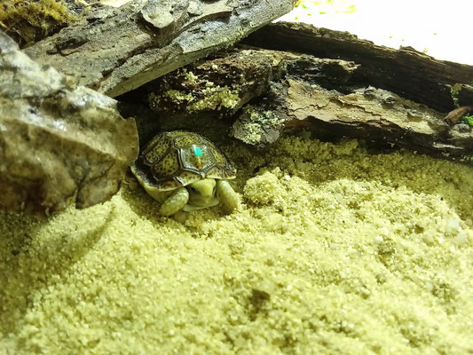 Areolen-Flachschildkröte "Homopus areolatus"
