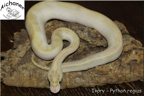 Ivory - Python regius