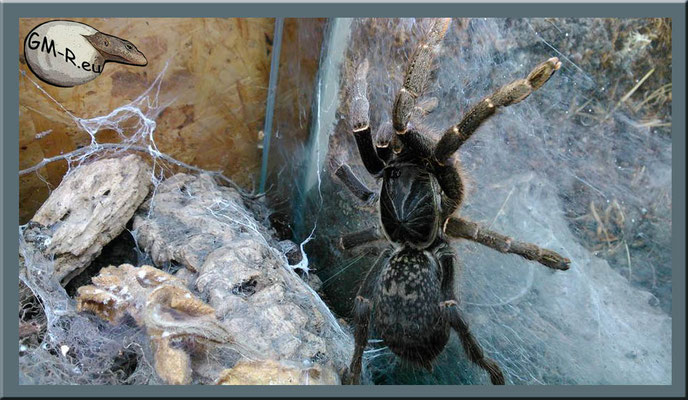 Pterinochilus chordatus