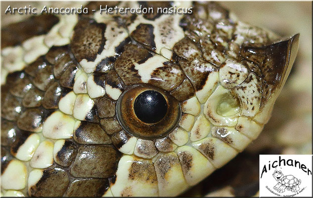 Arctic Anaconda - Heterodon nasicus 