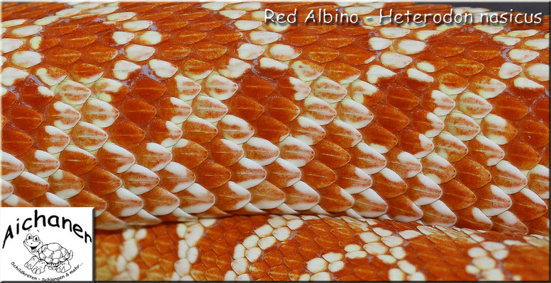 Red Albino - Heterodon nasicus
