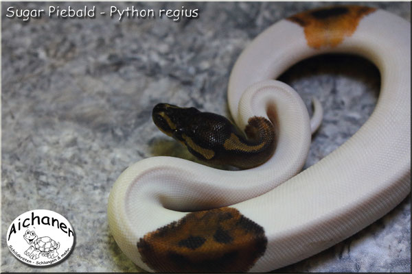 Sugar Piebald - Python regius