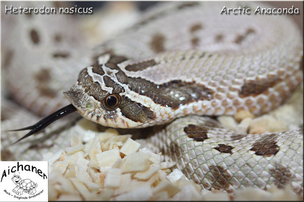 Arctic Anaconda - Heterodon nasicus 