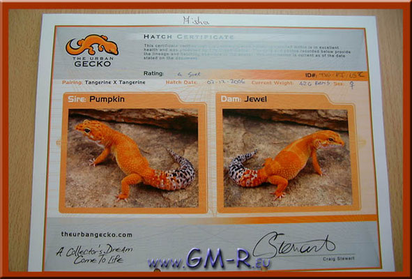 Zertifikat von Craig Stewart "The Urban Gecko" für unsere Importtiere