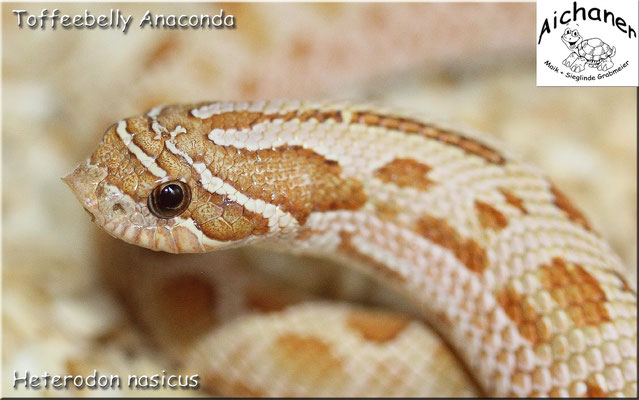Anaconda Toffeebelly - Heterodon nasicus