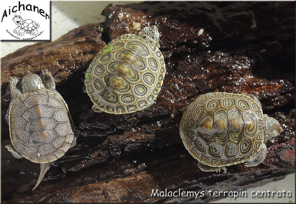 Diamantschildkröte "Malaclemys terrapin centrata" - Naturbrut 2021