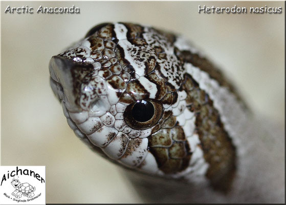 Arctic Anaconda - Heterodon nasicus NZ 2019