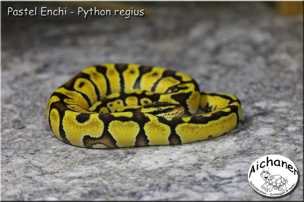 Pastel Enchi - Python regius