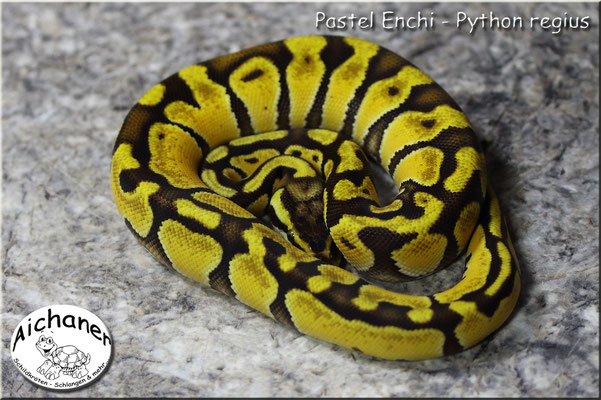 Pastel Enchi - Python regius