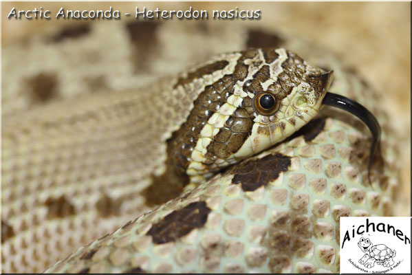 Arctic Anaconda - Heterodon nasicus 