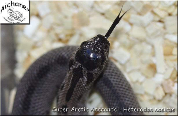 Super Arctic Anaconda - Heterodon nasicus