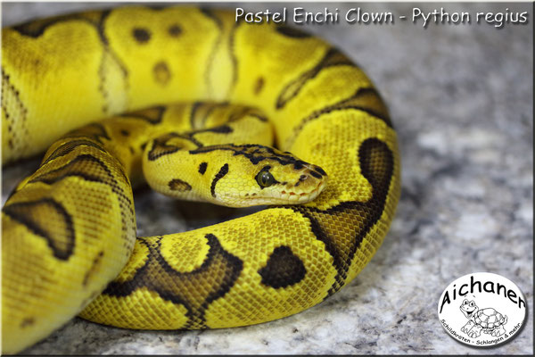 Pastel Enchi Clown - Python regius