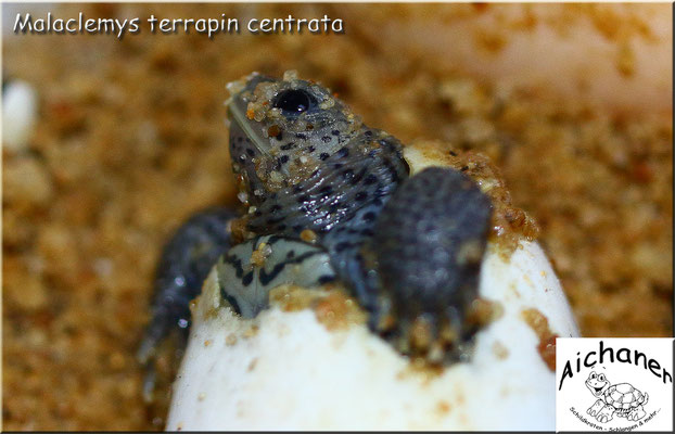 Diamantschildkröte "Malaclemys terrapin centrata" - Nachzucht 2021