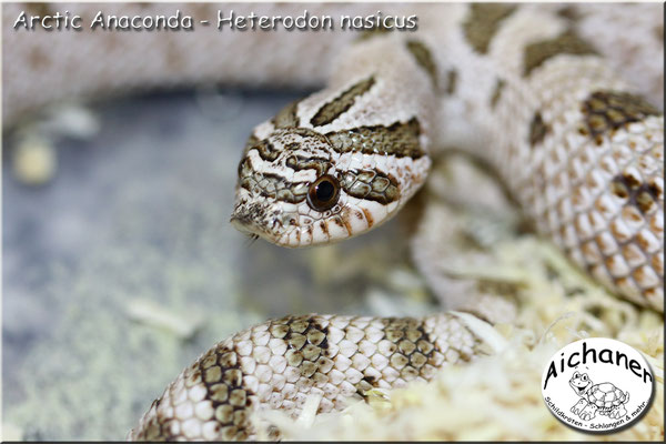 Arctic Anaconda - Heterodon nasicus